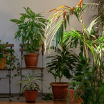7 Indoor Plants That Brighten Any Room