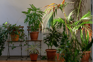7 Indoor Plants That Brighten Any Room